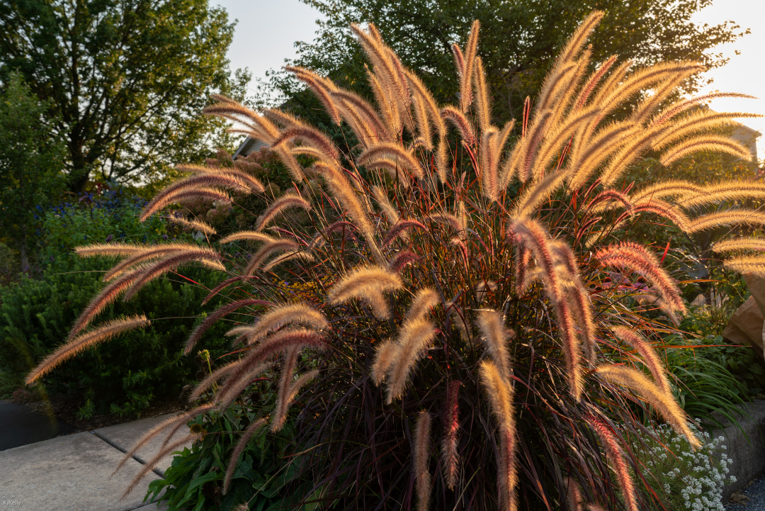 Pennisetum setaceum glowing in the sun