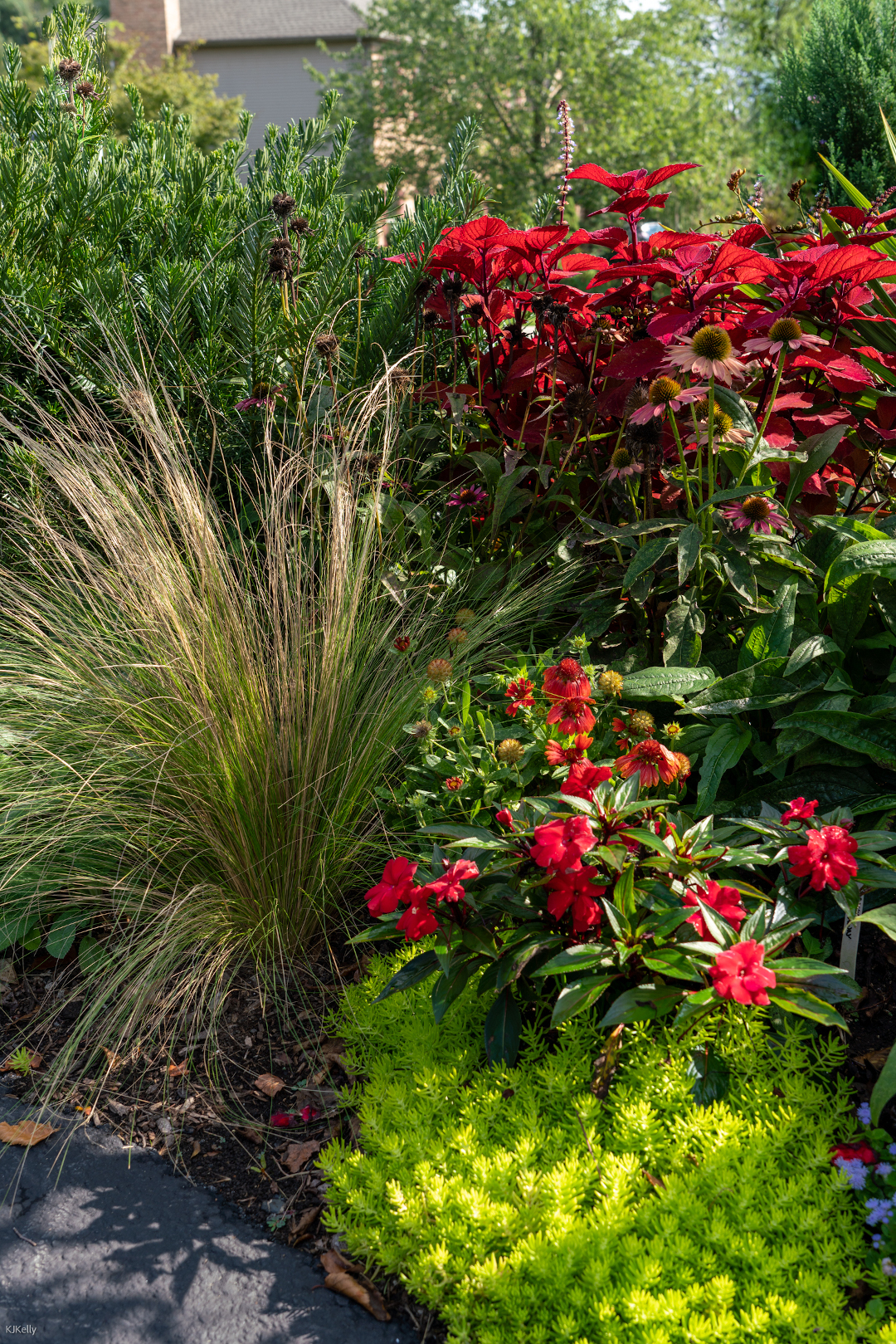 beautiful vibrant colors coming the garden