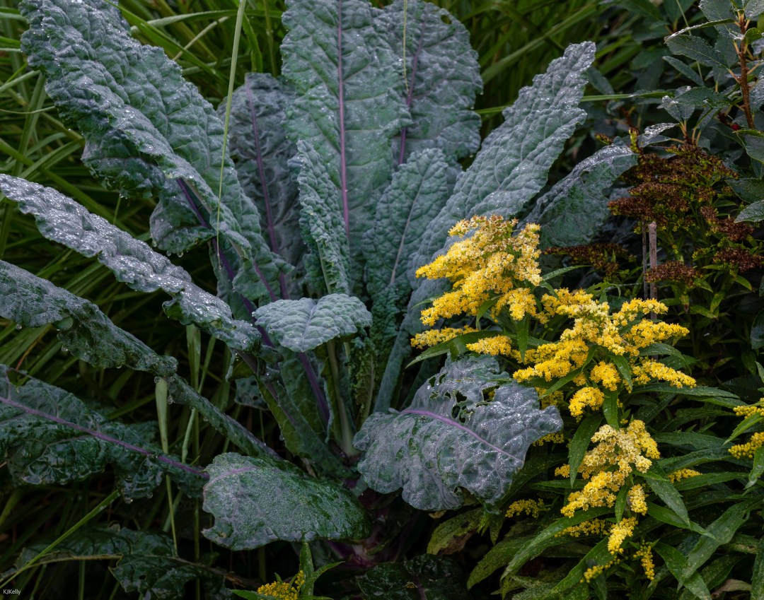 Solidago and Dinosaur Kale