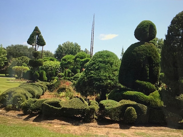 abstract shaped shrubs 