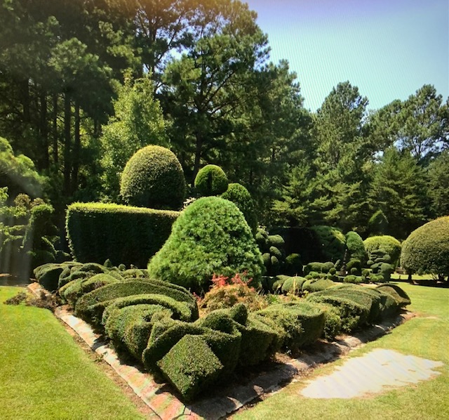 movement shaped shrubs 