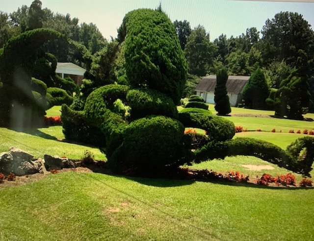 Incredible shaped shrubs