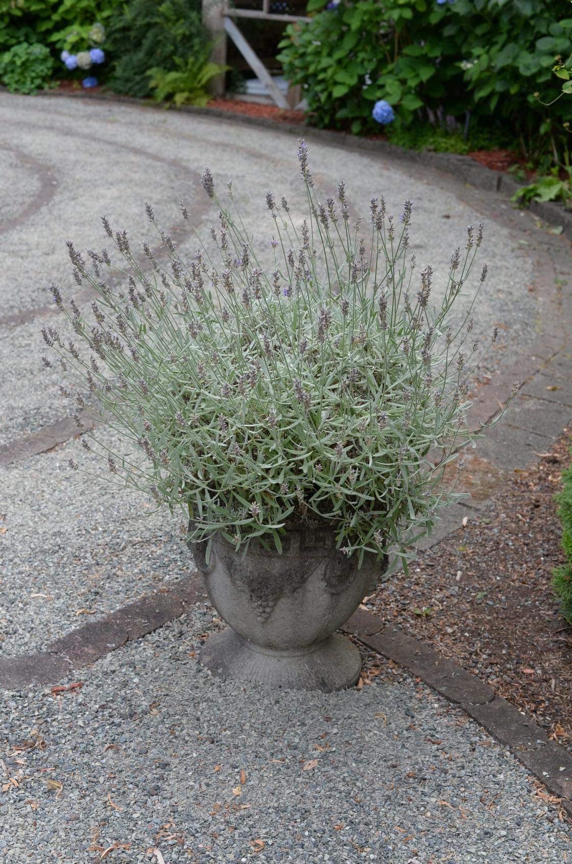 lavender planter 