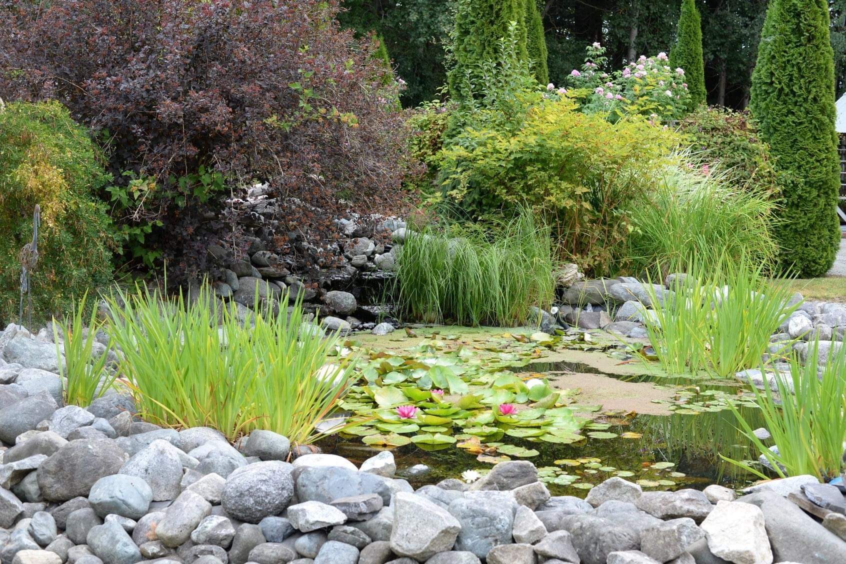 lush planting of shrubs and perennials