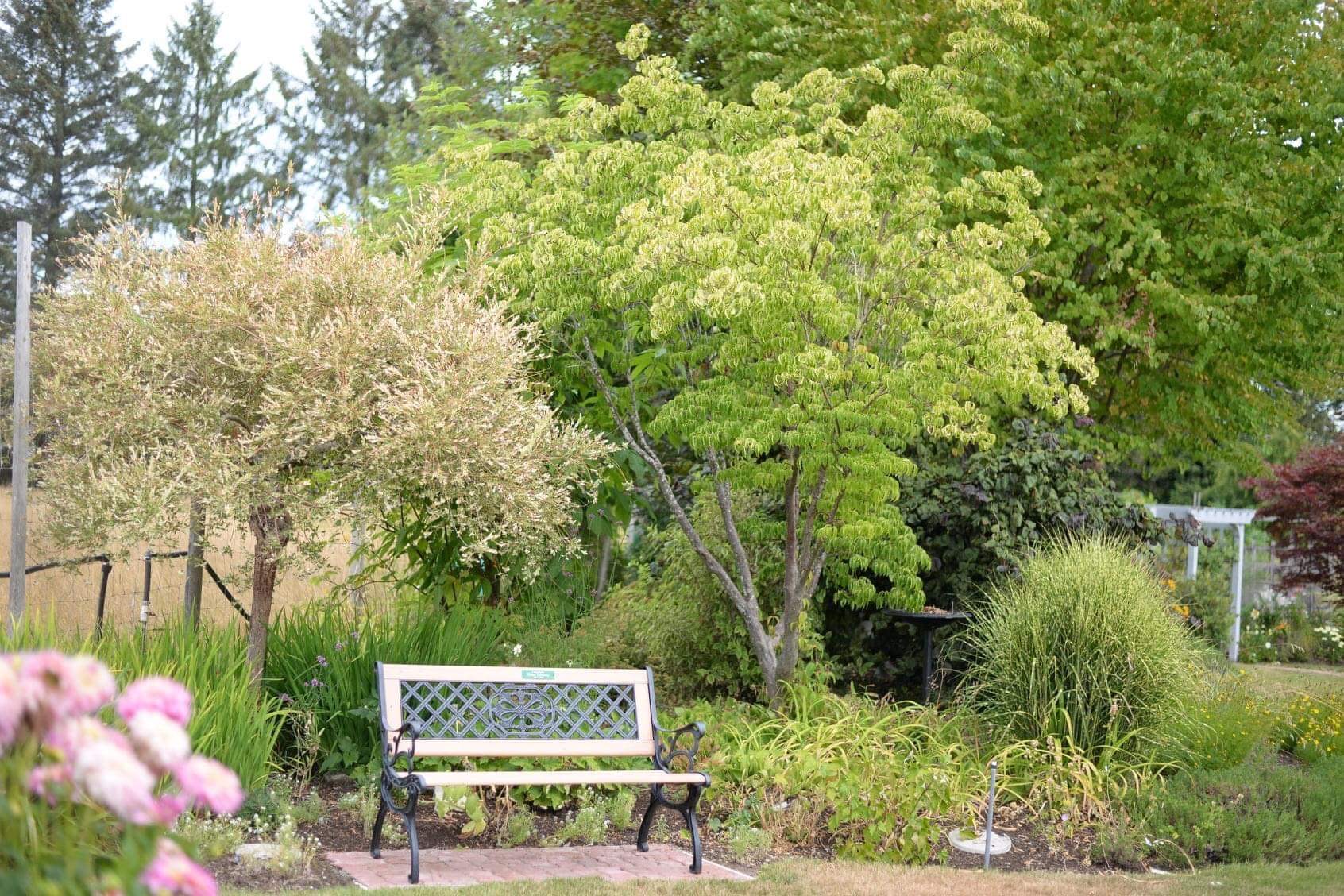 A bench to sit and soak up the garden beauty