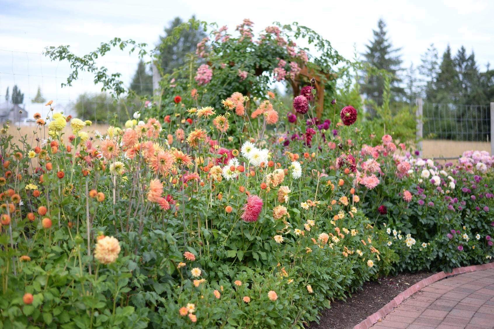 Dahlias come in a dazzlingly wide range of colors