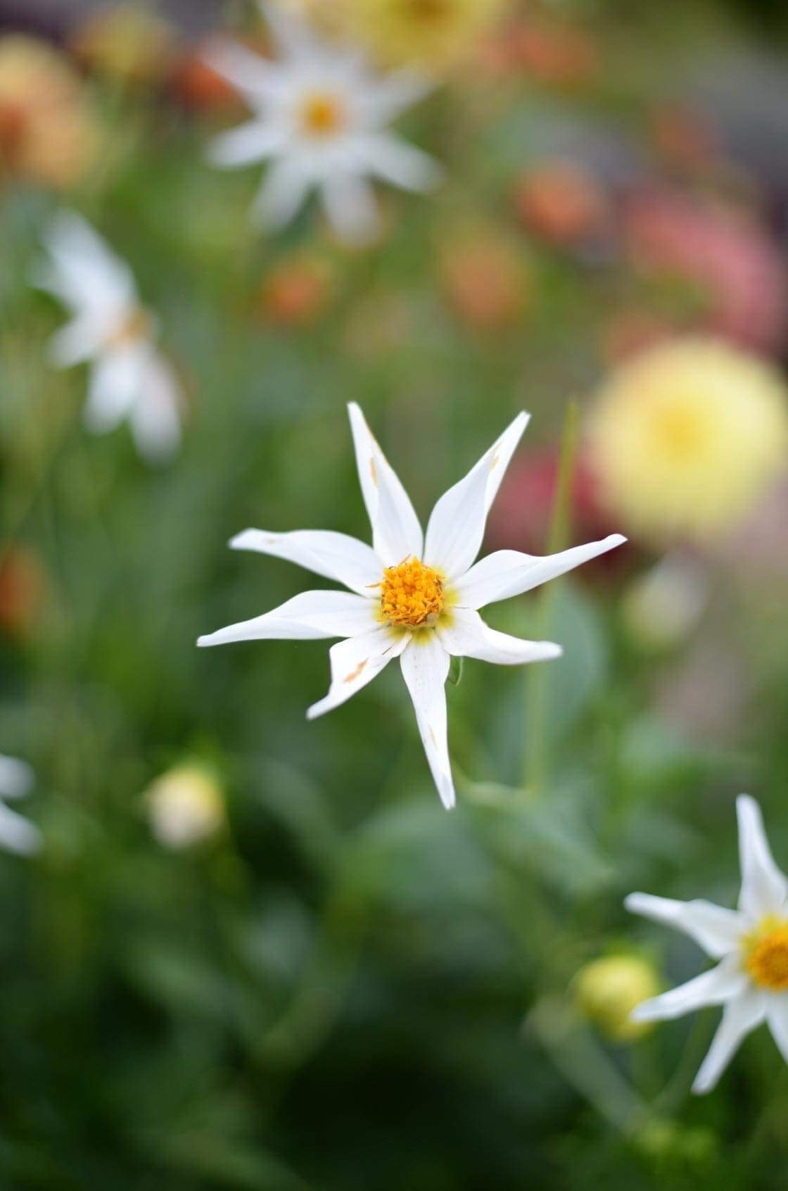 dahlia with just a single layer of white petals