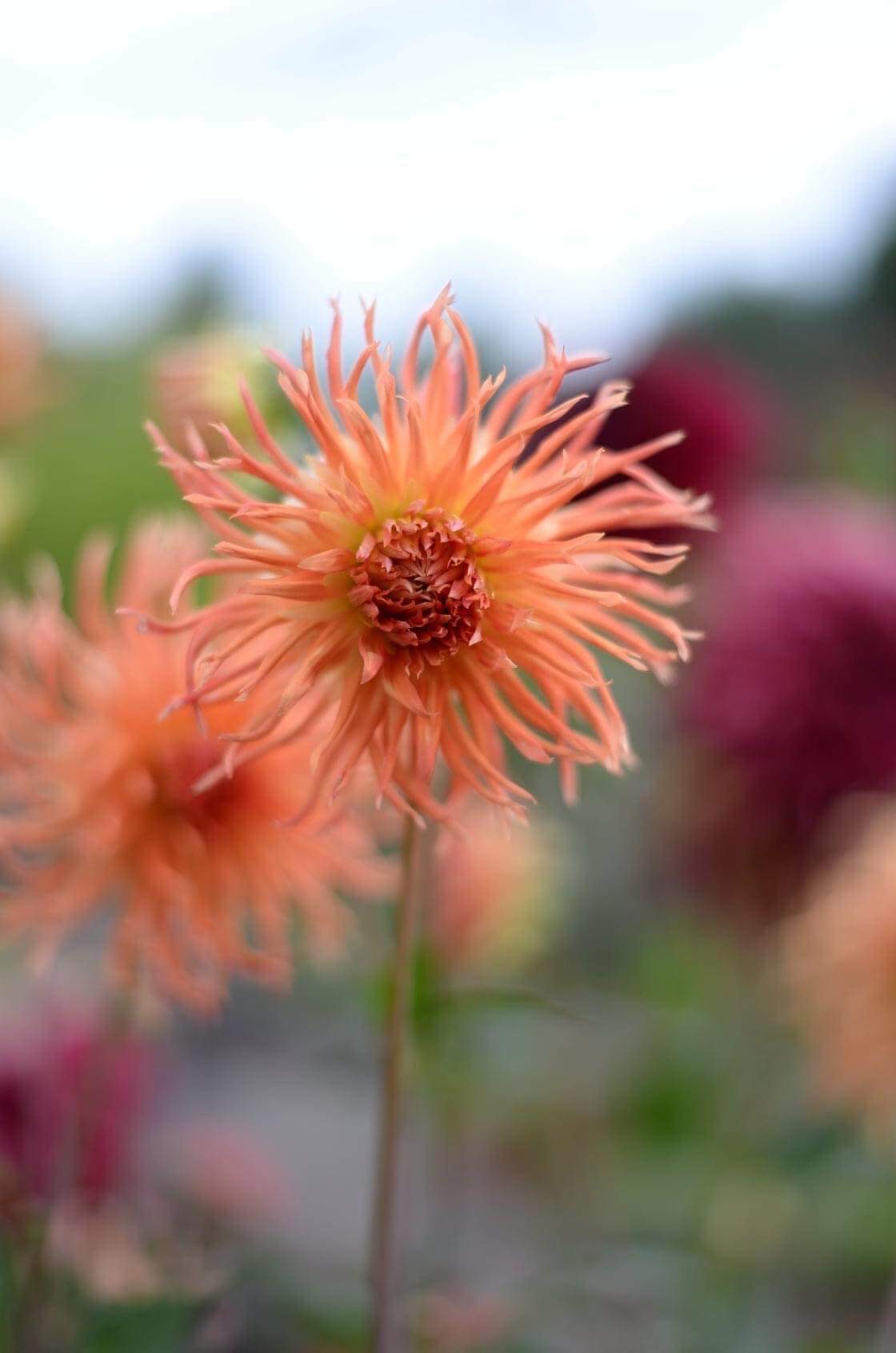 warm salmon petals