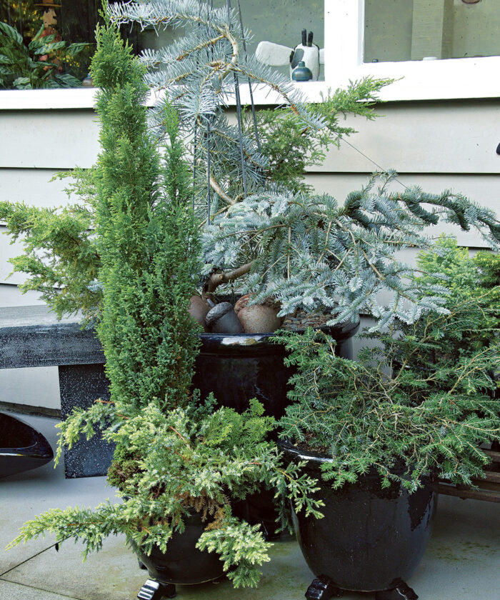 conifers in containers