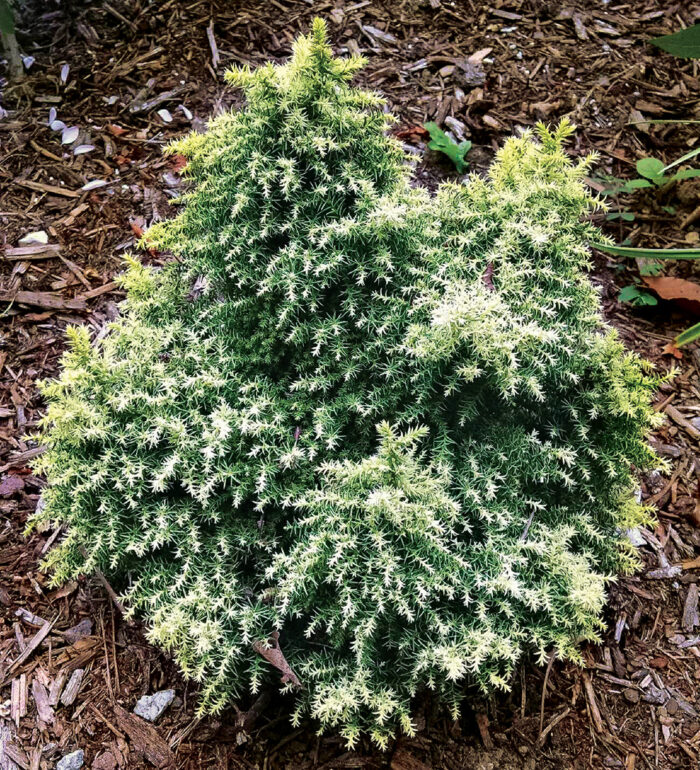 How to Grow Conifers in Containers - Fine Gardening