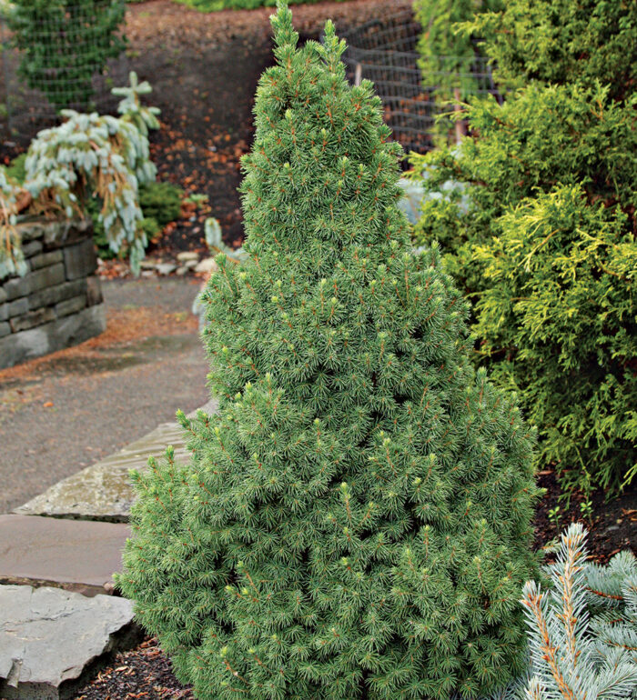 How to Grow Conifers in Containers Fine Gardening