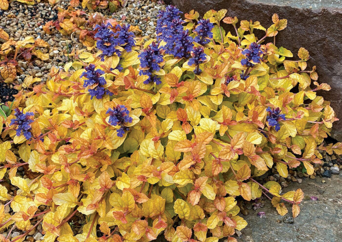 ground cover with color