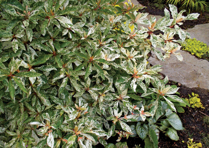 variegated shrub