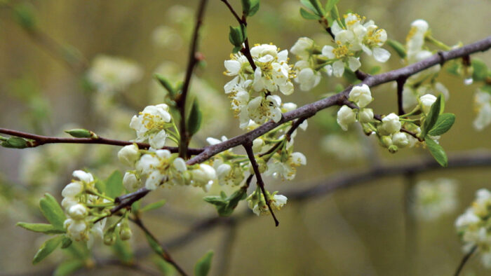 Regent Saskatoon Serviceberry