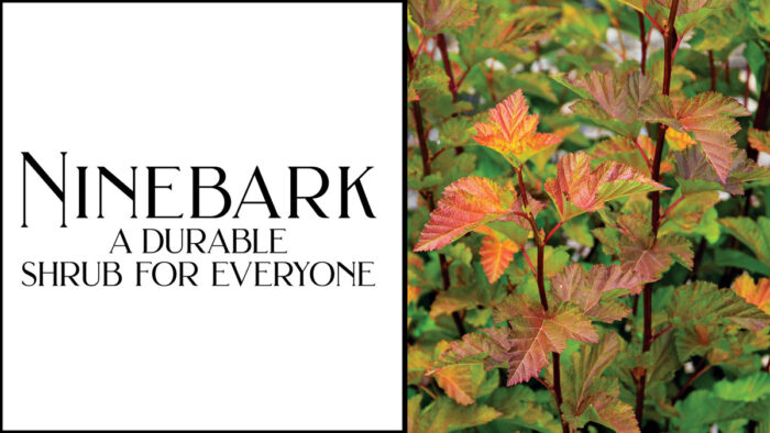 The Best Ninebark Shrubs for the Garden