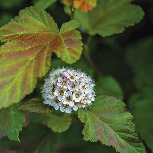 A color show like no other. Ninebarks have come a long way in the past 20 years, with new options sporting colorful foliage, bark, stems, fruit, and flowers. 