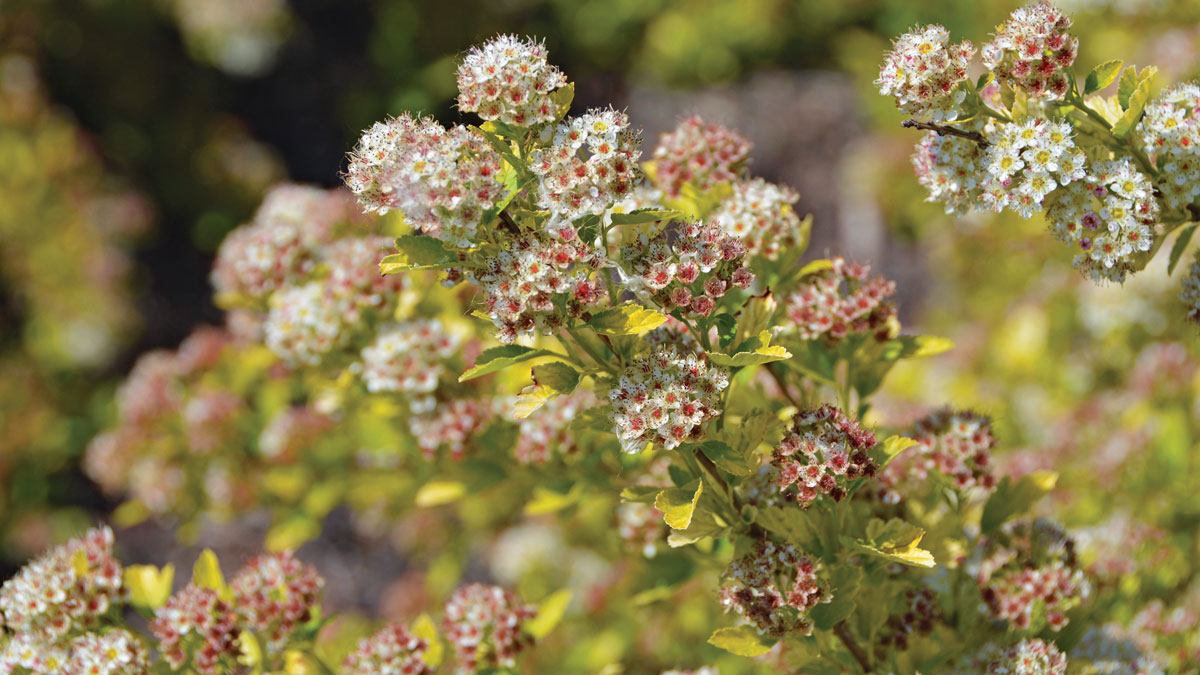 Raspberry Lemonade™ ninebark flowers close-up