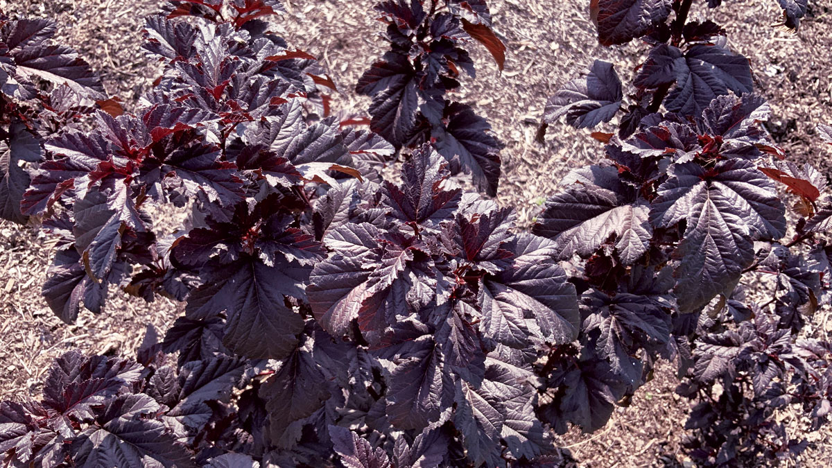  Panther® ninebark dark purple leaves