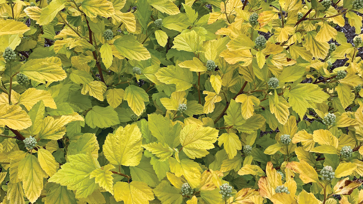 Canary Cheers™ ninebark photo of chartreuse leaves close up