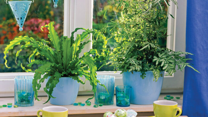 How to Care for Houseplant Ferns