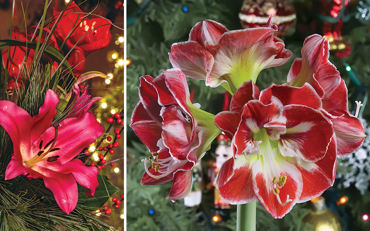 close up of winter plants