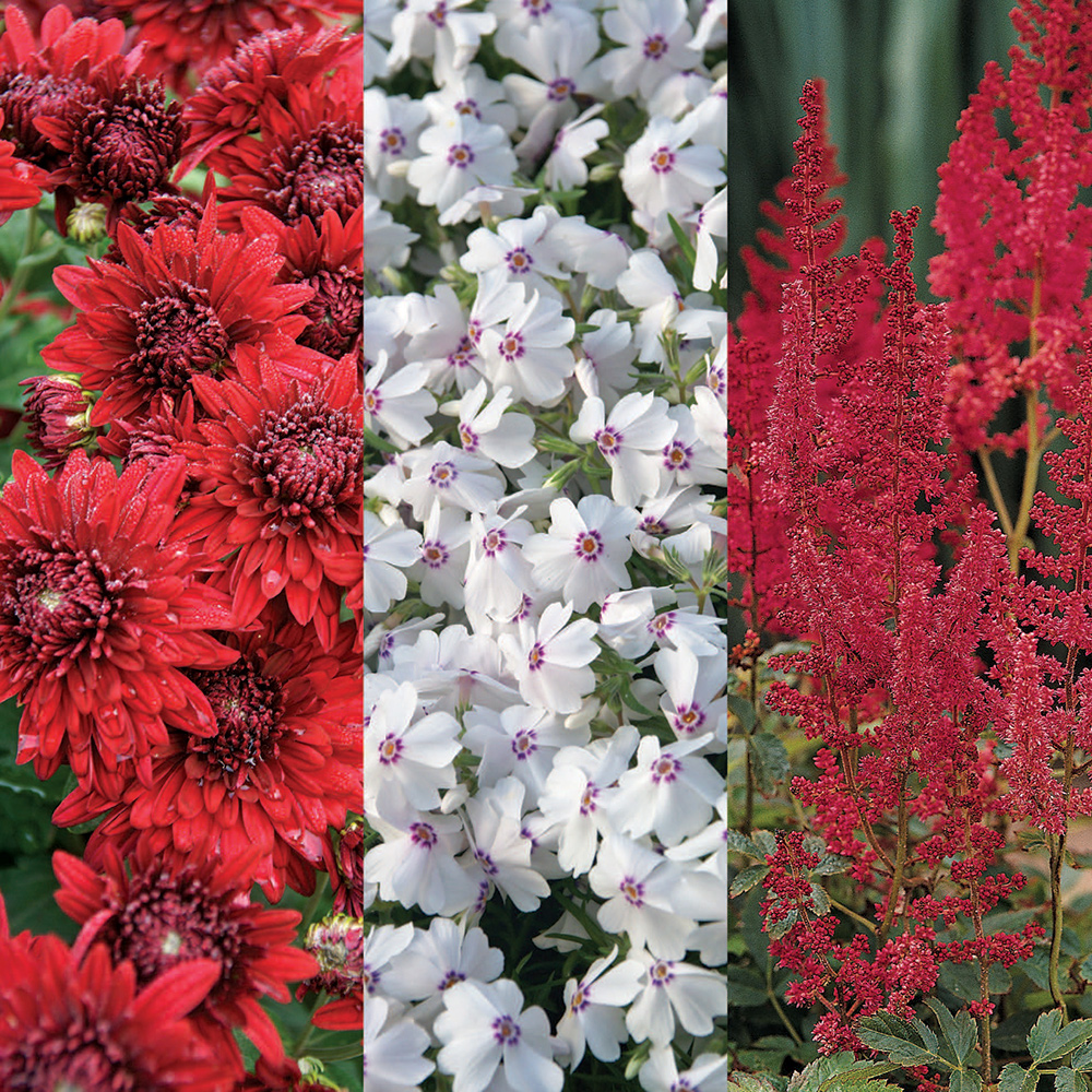 various red and white flowers