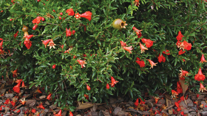 Shrubs for Small Spaces in the Southern Plains