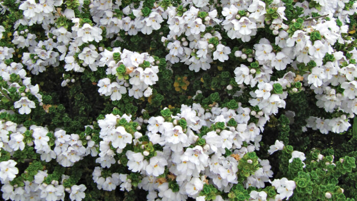 Shrubs for Small Spaces in the Northwest