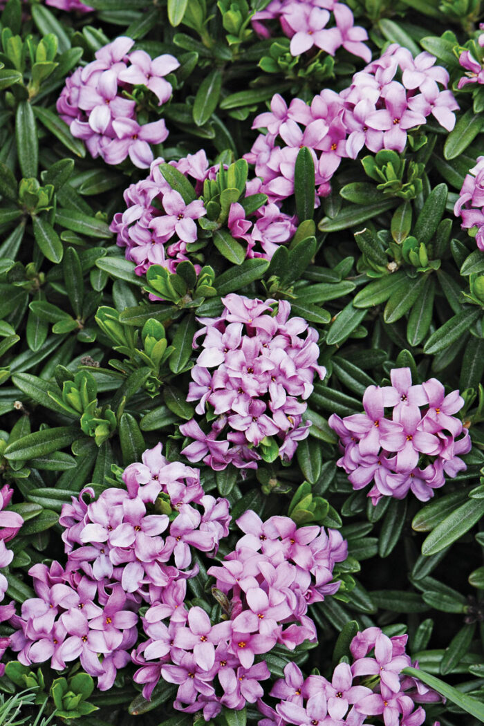 Shrubs for Small Spaces in the Northwest - Fine Gardening