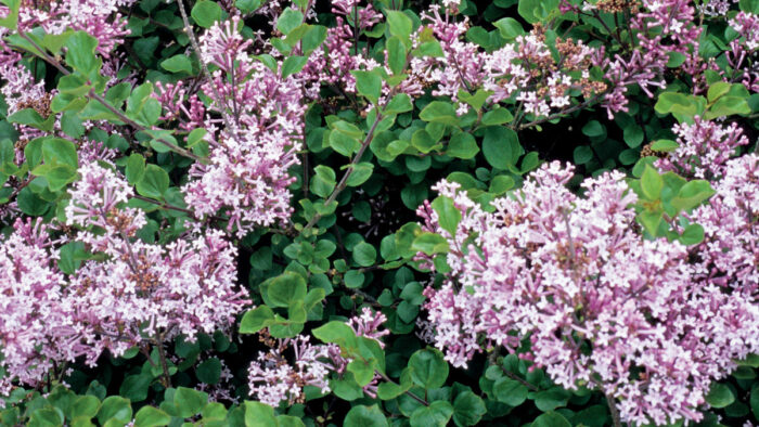 ‘Palibin’ dwarf Korean lilac