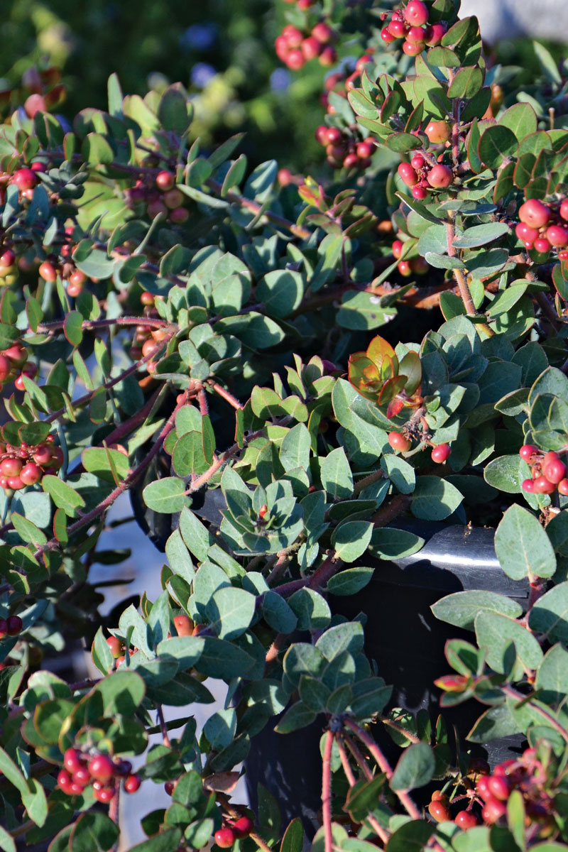 Cluster of Red Berries on a Bush in California by DejaVu Designs