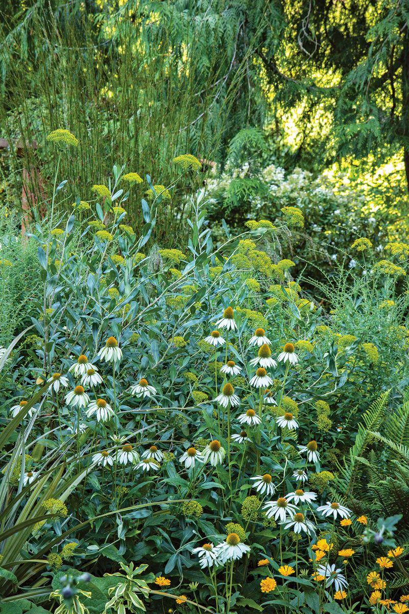 Well-placed plants have power. Anyone coming across this combination would have to stop and admire the way the ‘White Swan’ purple coneflower simultaneously adds contrast and harmony when set among shrubby hare’s ear and ‘Jethro Tull’ coreopsis (Coreopsis ‘Jethro Tull’, Zones 5–9). 