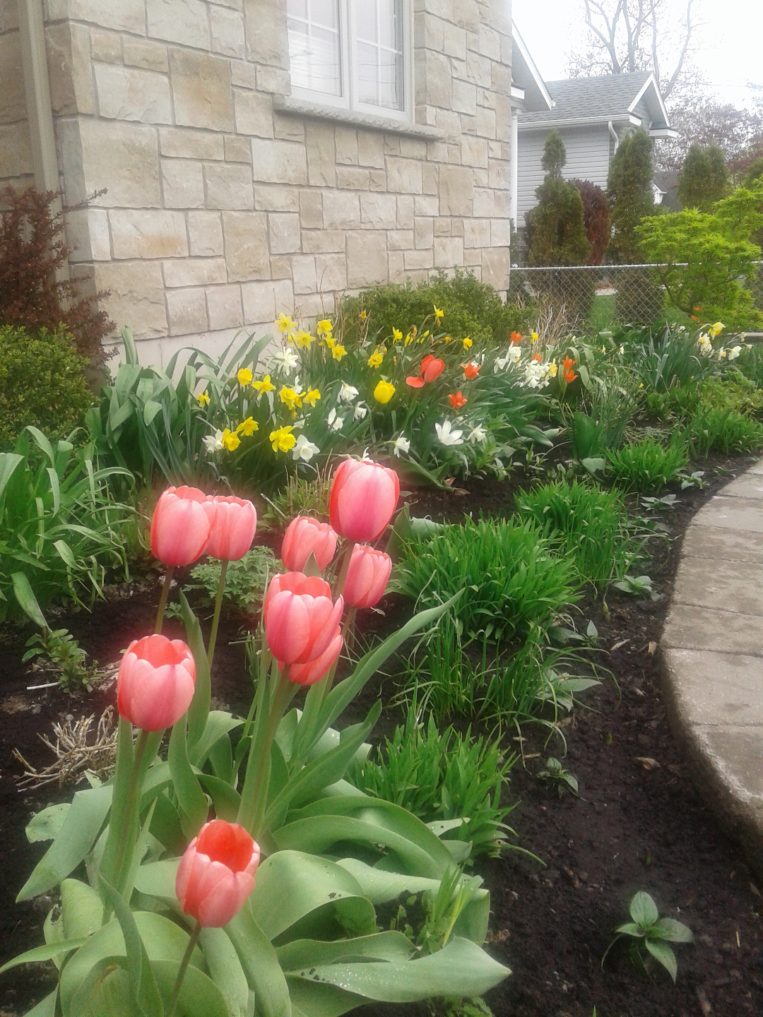 The front garden in May with spring bulbs.