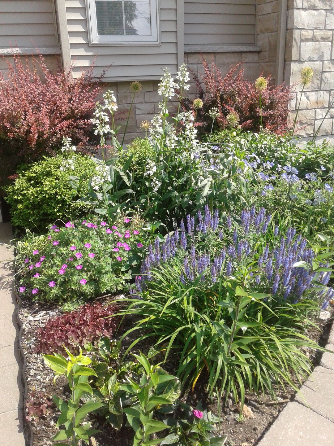 In June, blue salvia (Salvia nemorosa, Zone 3 - 8) takes center stage.