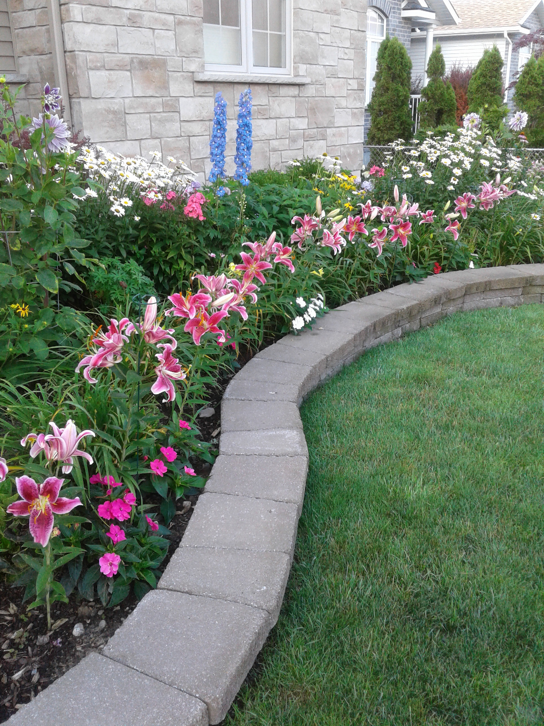 In July, the stargazer lilies (Lilium ‘Stargazer’ Zone 3 - 8) bloom in mass.