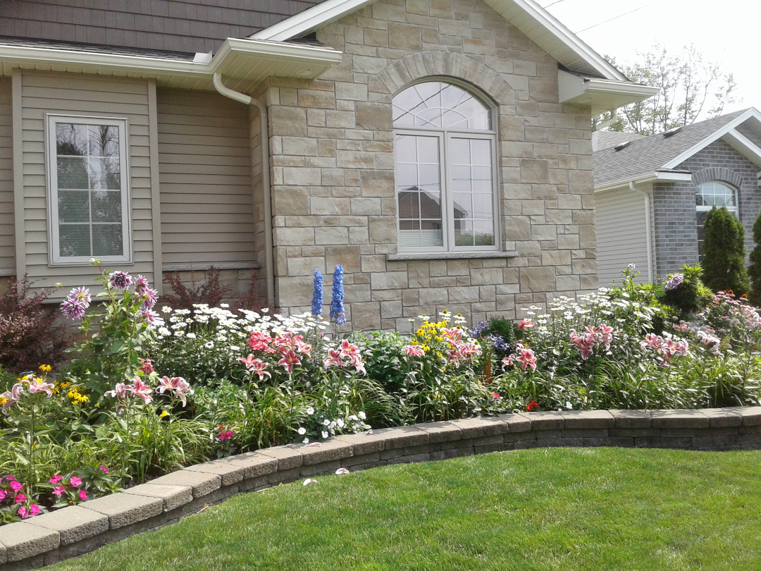 Another view of the front bed lined with Stargazer lilies.