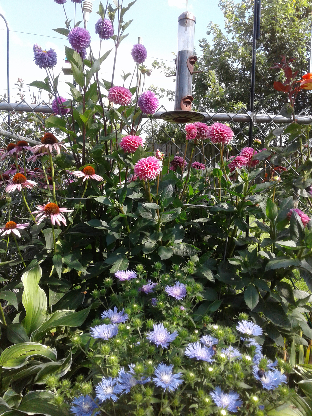 In August the dahlias are at their best, providing plenty of colors. I started them in April in a little greenhouse.