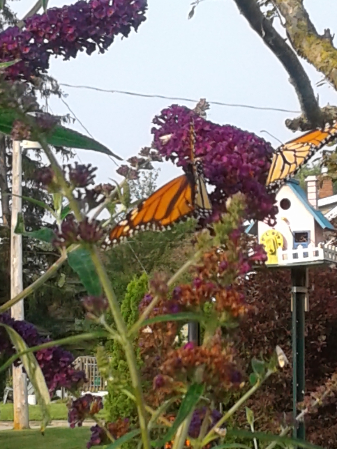 Monarchs compete for nectar on the blooms of a butterfly bush (Buddleia davidii, Zone 5 - 9).