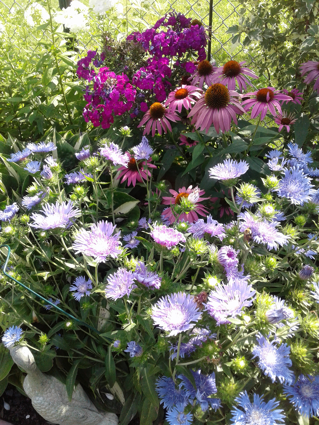 A favorite combination of asters, coneflowers and phlox