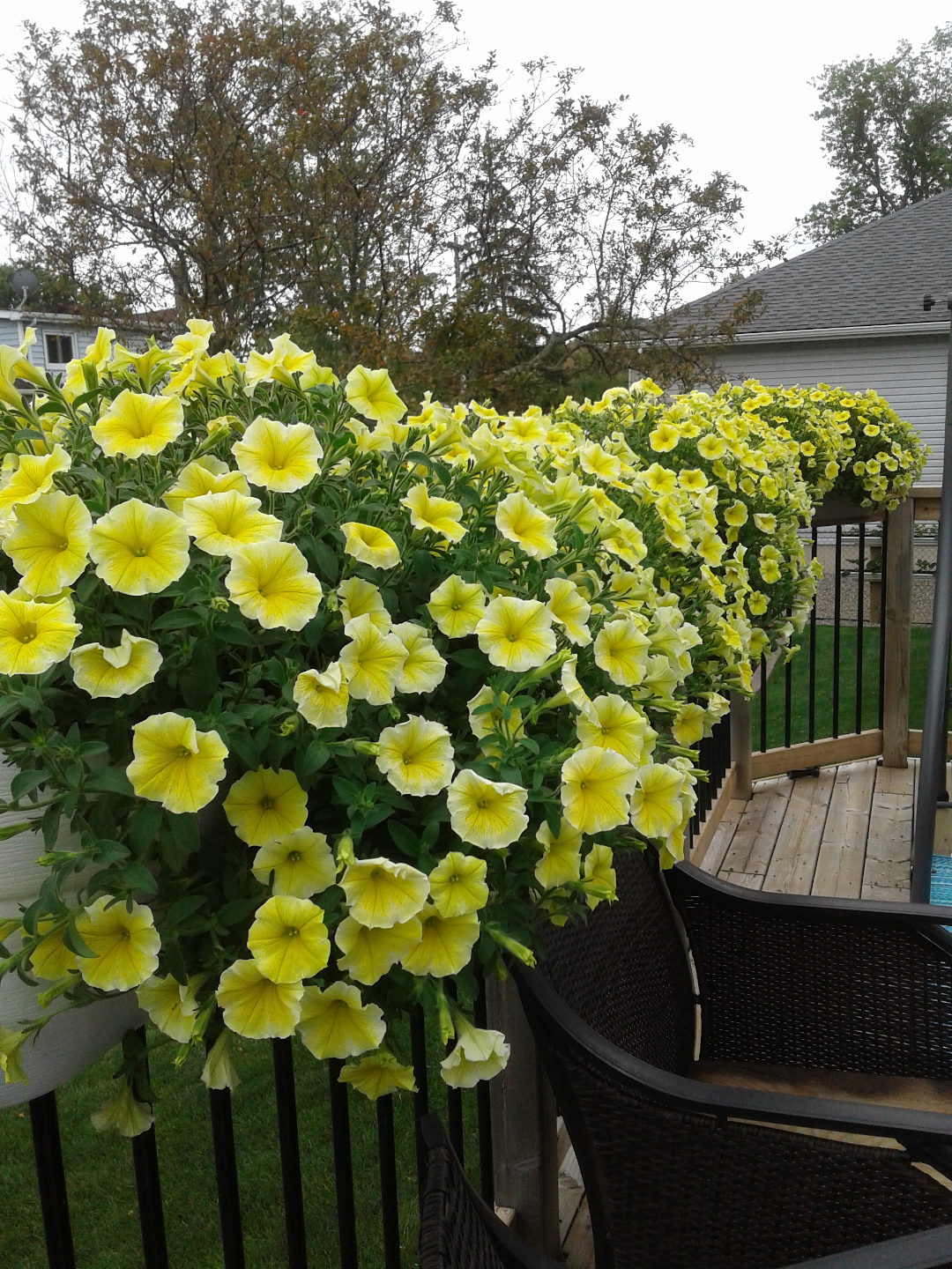 Petunia ‘Bees Knees’ (annual) are easy maintenance in boxes on our deck.