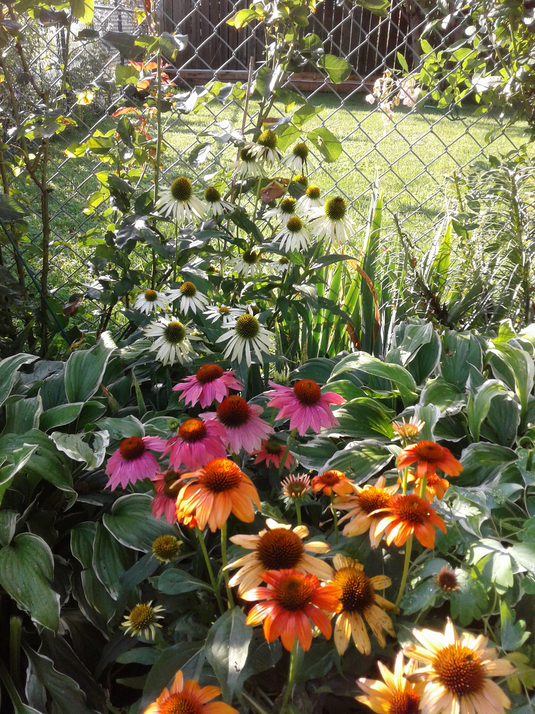 A group of coneflowers lasts well into the fall.