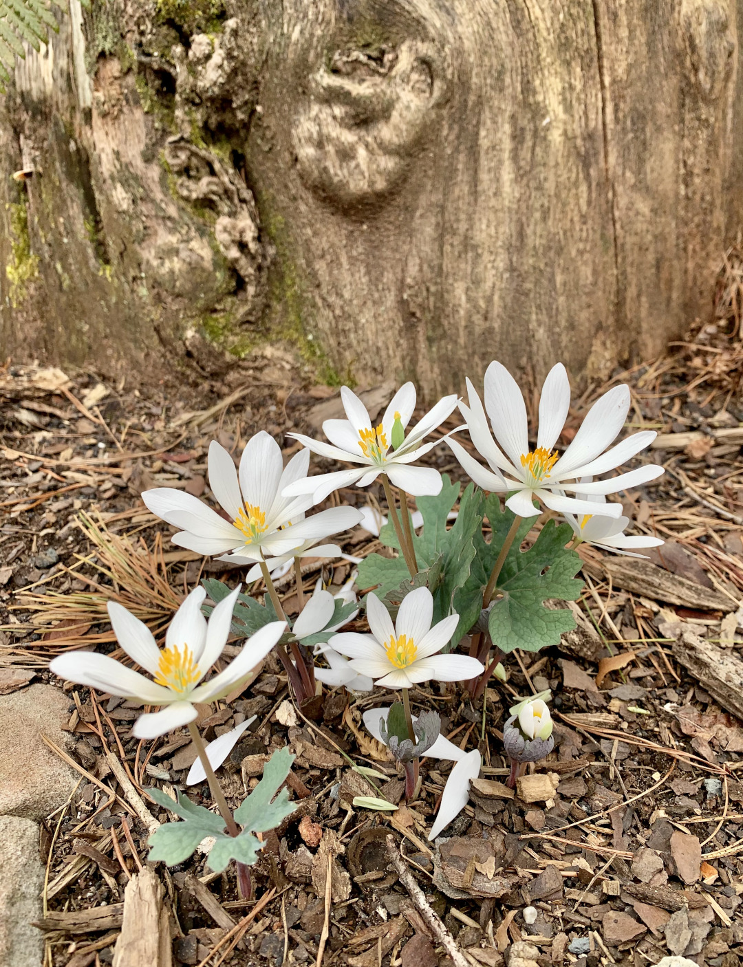 Bloodroot blooming