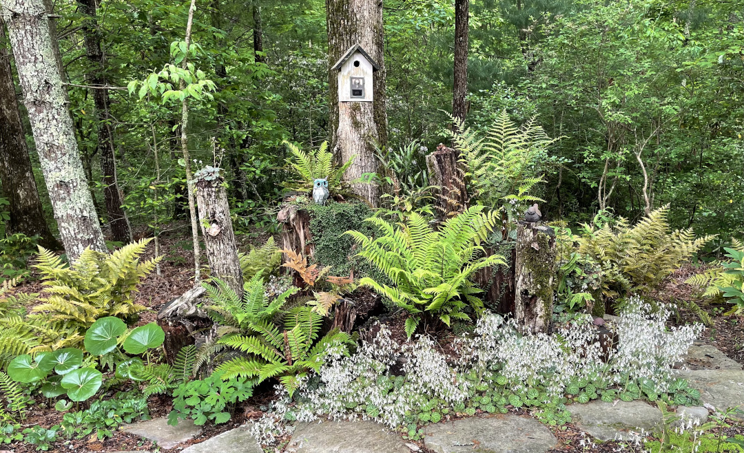 Shaggy Shield fern and Strawberry Geranium in full bloom