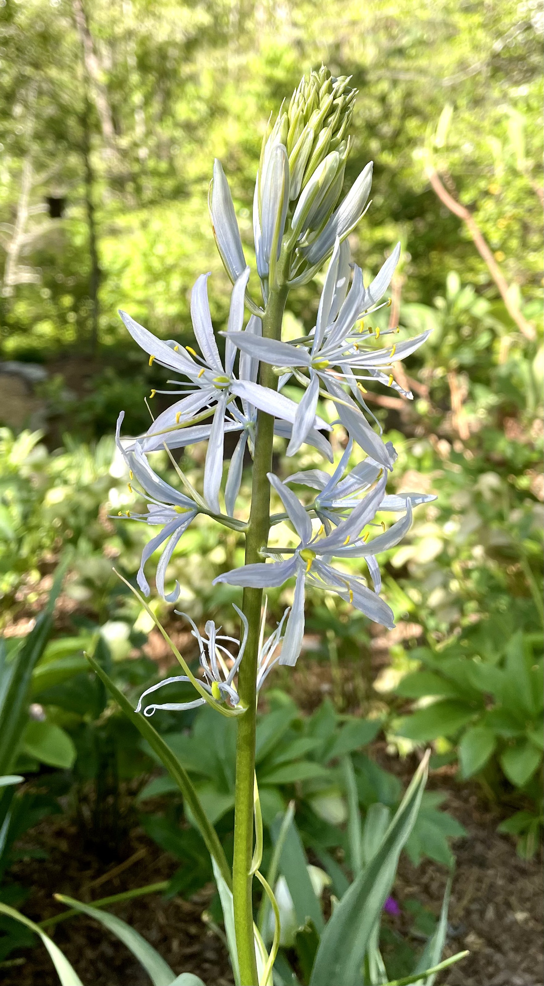 Wild Hyacinth