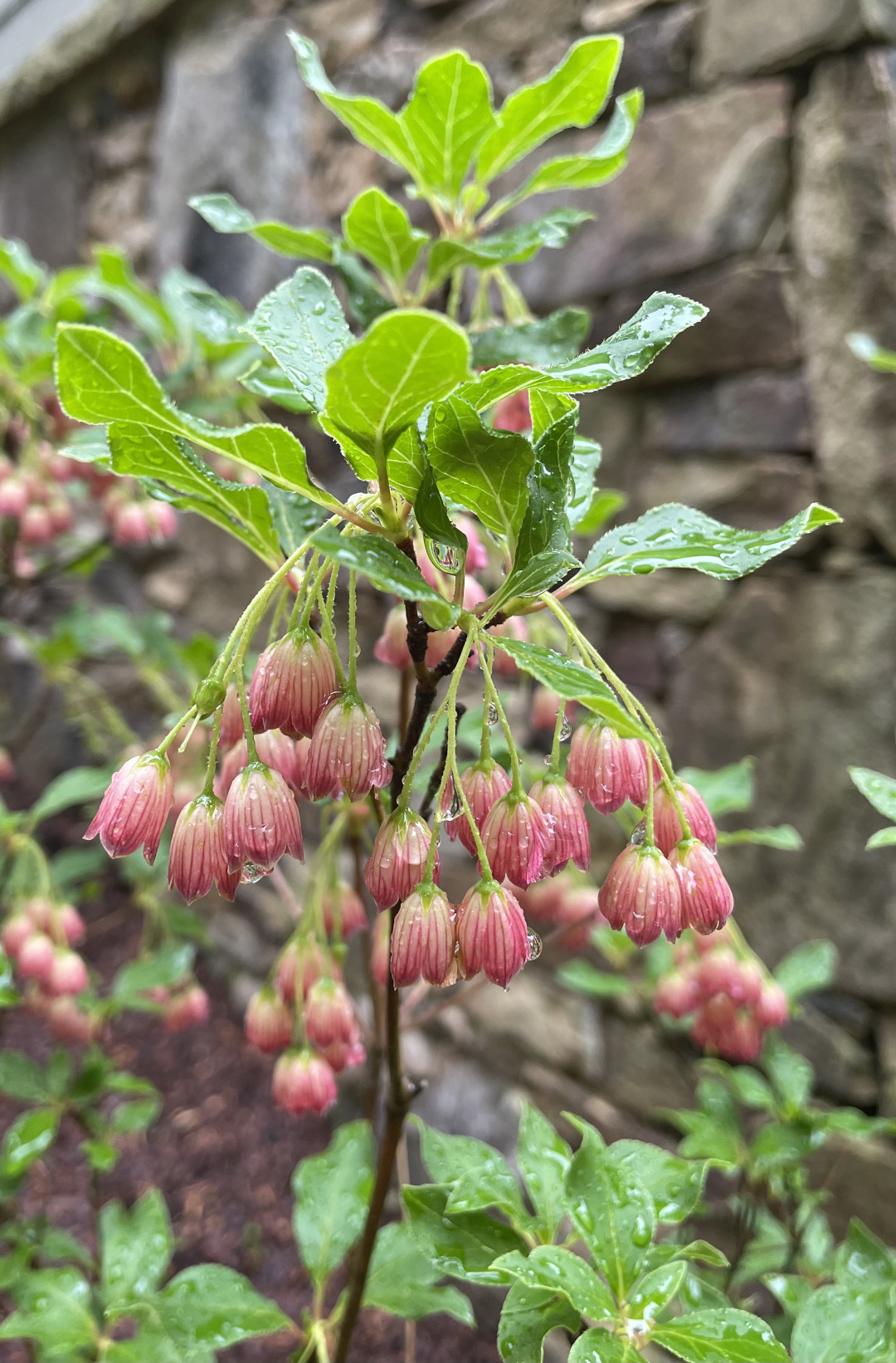 Red Bells’