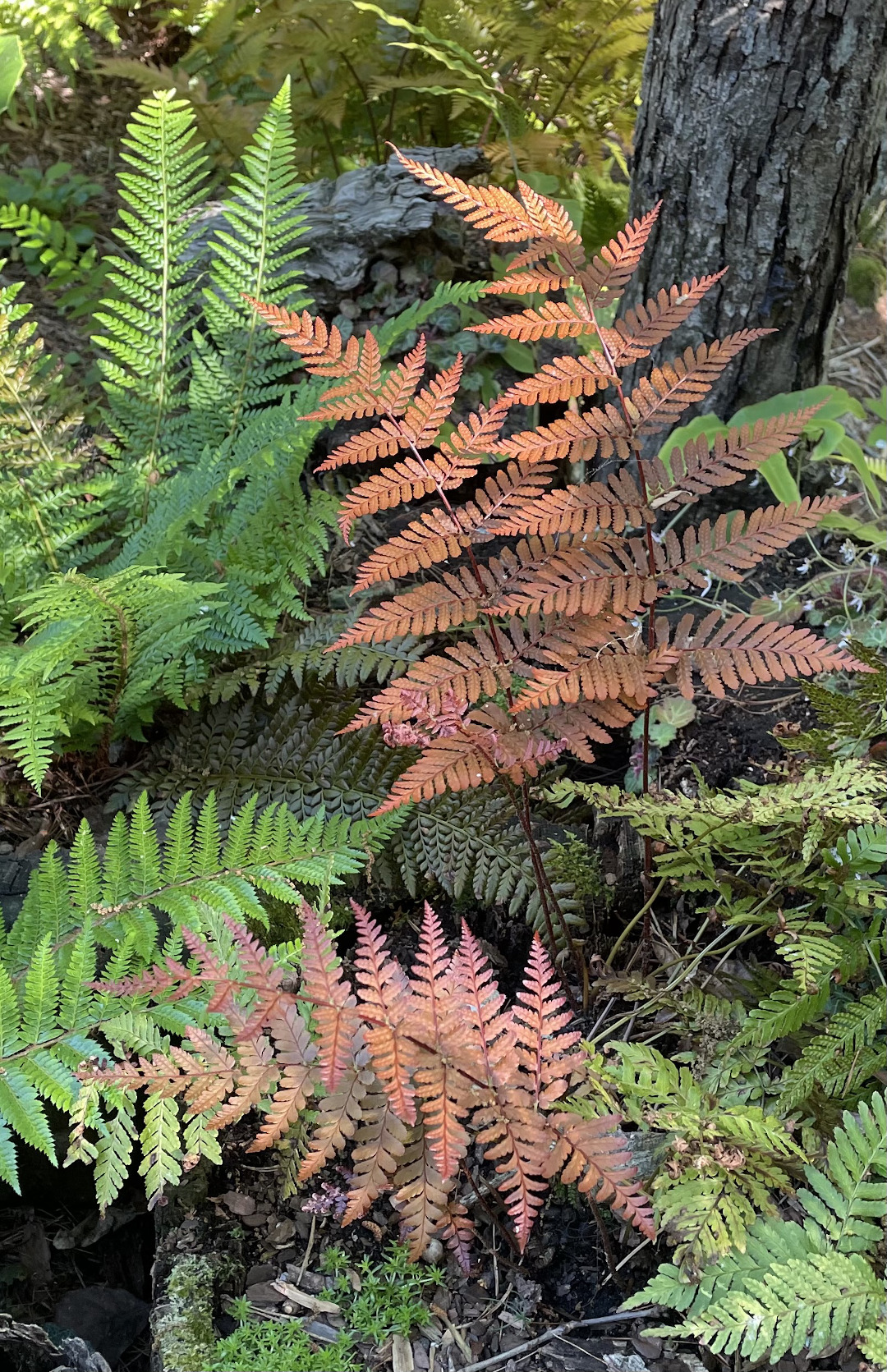 autumn ferns