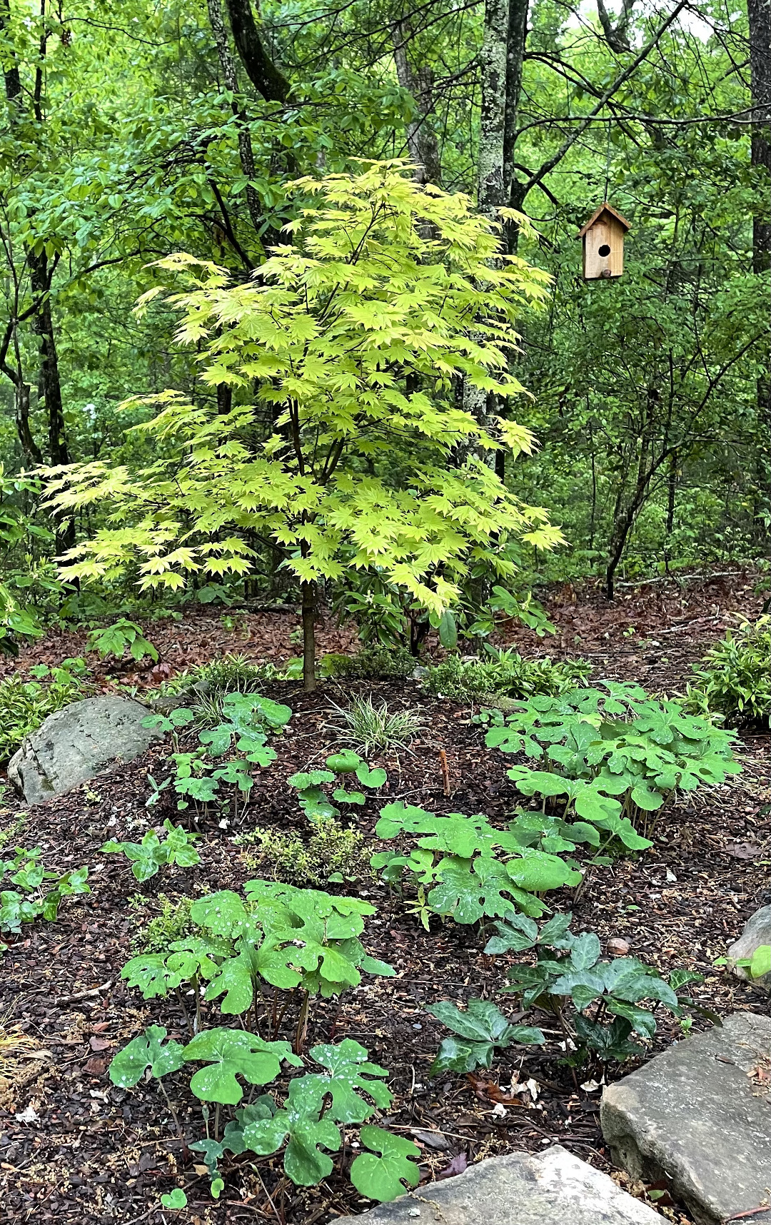 Autumn Moon Japanese maple