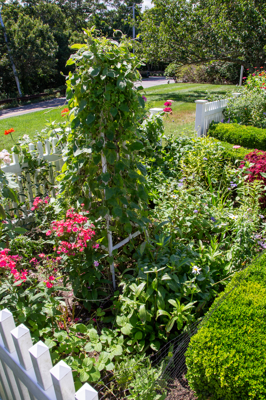 Annual vines growing up the obelisks