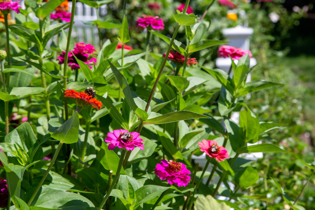 three bumblebees all visiting the zinnia flowers at once.