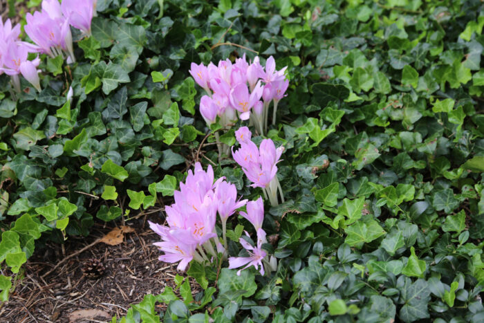 fall crocus blooms in the autumn